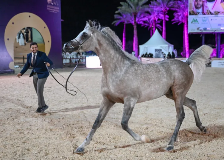أكثر من 315 خيلًا تتنافس في بطولة حائل الدولية