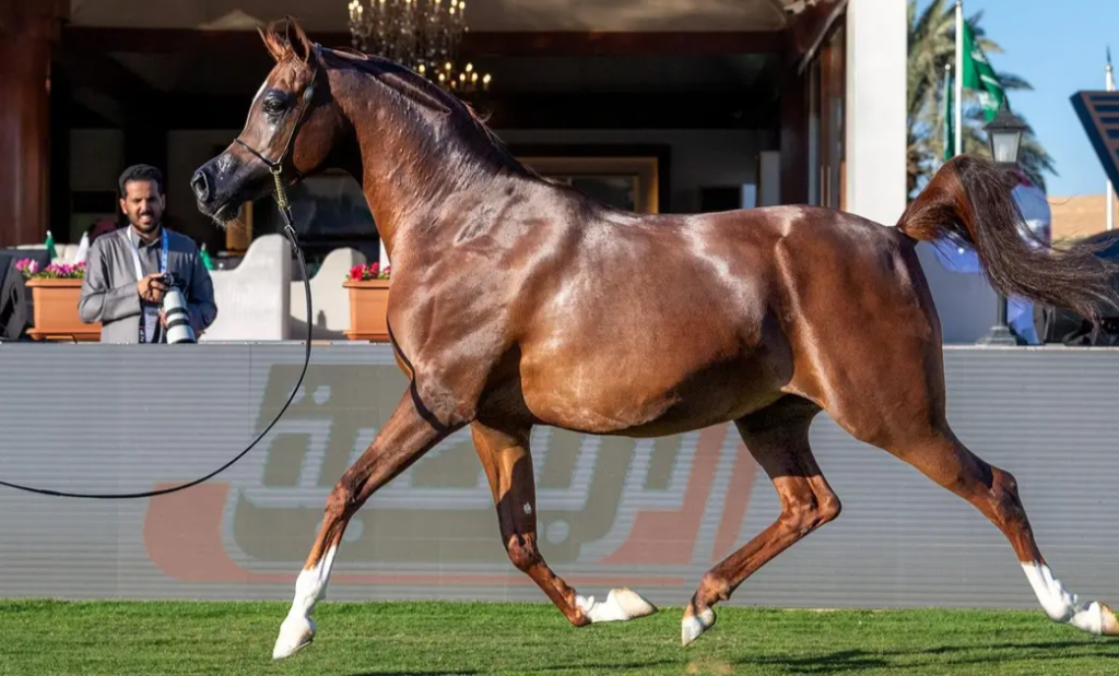 الرياض تستضيف العرض الدولي الثامن لجمال الخيل العربية 2025