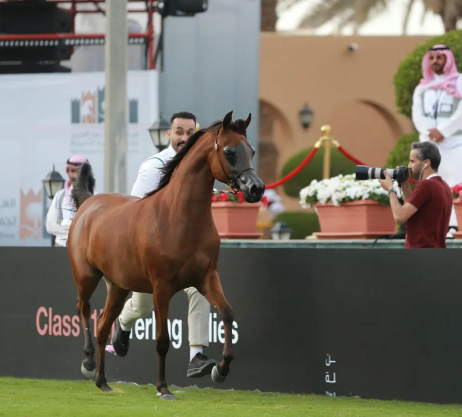 انطلاق فعاليات العرض الدولي الثامن لجمال الخيل العربية بمنافسات قوية لـ182 مهرة