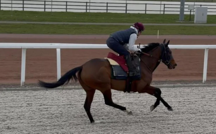 أول مشاركة بلجيكية في أمسية كأس السعودية