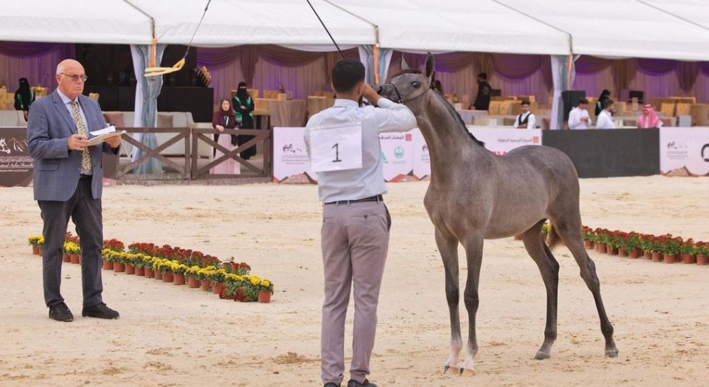 انطلاق بطولة حائل الدولية لجمال الخيل العربية الأصيلة بمشاركة أكثر من 280 جوادًا
