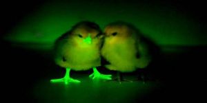 دجاج معدل جينيا ينير ليلا ويلقي الضوء على مكافحة انفلونزا الطيور