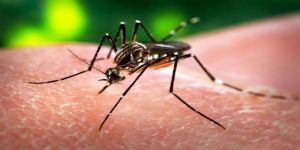 منظمة الصحة العالمية تؤكد خلو بلدان الشرق الأوسط من فيروس "زيكا"