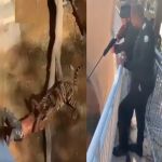 نمر ينهش سودانيا في السعودية‎