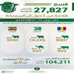 "البيئة" : 27,827 رأساً من المواشي تصل من رومانيا وإثيوبيا وجيبوتي إلى المملكة