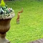 ثعلب بساقين أماميتين فقط يتجول في حديقة منزل ببريطانيا