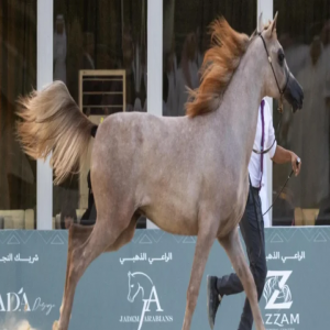 الخيل العربية.. جمال خالد يتجلّى في بطولة القصيم