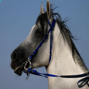 رياضة ركوب الخيل بنجران تجسّد علاقة الإنسان بالطبيعة