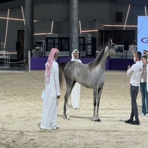 برعاية نائب أمير منطقة الرياض انطلاقة مهرجان بطولة العالم لخيل الجزيرة