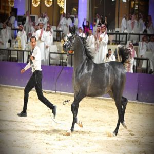 ختام مهرجان بطولة العالم لخيل الجزيرة في الرياض