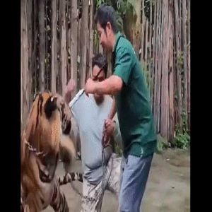 نمر يهاجم سائحاً حاول التقاط "سيلفي" معه في تايلاند
