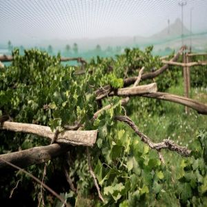 بساتين العنب بنجران ترفد الأسواق بوفرة محصولها وجودته العالية