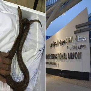 إحباط أغرب محاولة تهريب لزواحف وثعابين نادرة من مطار القاهرة