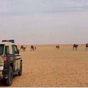 ضبط مخالف لارتكابه مخالفة رعي في محمية الإمام عبدالعزيز بن محمد الملكية