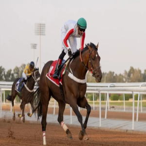 محافظة الطائف تشهد تنظيم الأسبوع الثاني من موسم سباقات الخيل