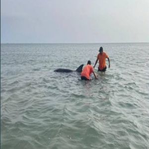 حرس الحدود بمنطقة مكة المكرمة يعيد دلفينًا للبحر بعد أن جرفته الأمواج إلى الشاطئ