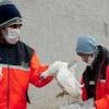 اكتشاف أول حالة إصابة بأنفلونزا الطيور في كندا