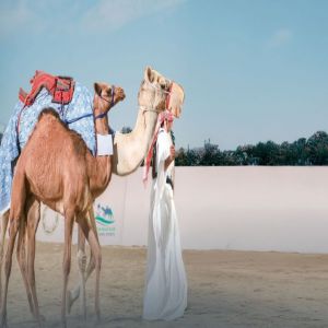 مزاد الهجن.. إضافة نوعية لمعرض الصقور والصيد السعودي الدولي 2025