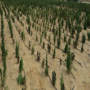 مصر: ضبط 55 طن مخدرات بـ 1,600,000,000 جنيه في الإسماعيلية