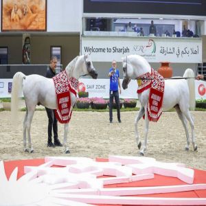 55 جواداً في مهرجان الشارقة الدولي للجواد العربي - السلالة المصرية
