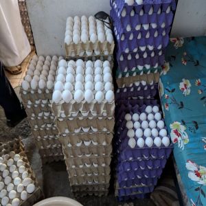 أمانة جدة تضبط موقعين لتعبئة البيض وتعديل تواريخ الصلاحية وتتلف أكثر من 69 ألف منتج فاسد