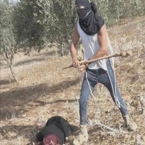 الجامعة العربية تدين اعتداءات المستعمرين على الفلسطينيين والمتضامنين خلال موسم قطف الزيتون الجامعة العربية تدين اعتداءات المستعمرين على الفلسطينيين والمتضامنين خلال موسم قطف الزيتون