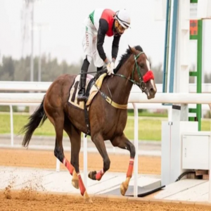 كؤوس الأمير سعود بن سلمان تستقطب نخبة خيل السنتين في الرياض