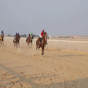 ميدان فروسية الأحساء يطلق أول سباقاته للموسم الجاري