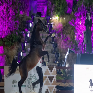 انطلاق بطولة حائل الدولية لجمال الخيل العربية الأصيلة