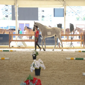 جياد بطولة لونجين العالمية تتجاوز الفحص البيطري بالكامل