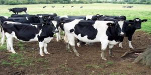 فرض حظر على استيراد الأبقار من دولة الكويت