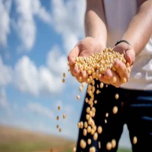 الصين ترفع الرسوم الجمركية عن فول الصويا ومنتجات زراعية أمريكية