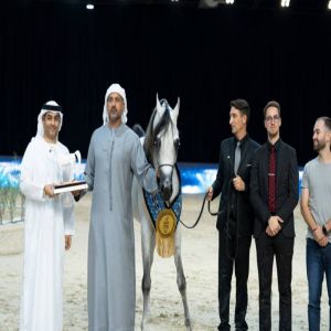 مربط دبي يتألق في بطولة الإمارات الوطنية لجمال الخيول العربية