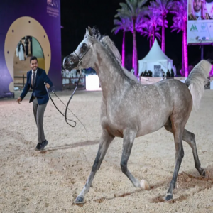 انطلاق بطولة حائل لجمال الخيل العربية الأصيلة