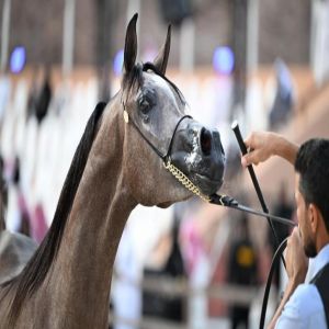 بطولة حائل الدولية لجمال الخيل العربية الأصيلة تشهد حضورًا جماهيريًا كبيرًا