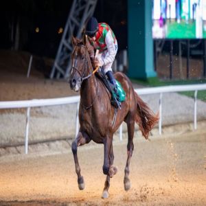 7 أشواط تفتتح «سباقات الخيول» على مضمار العين للفروسية