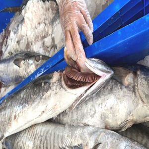 ضبط 403 كيلوغرامات من الأسماك الفاسدة بجازان