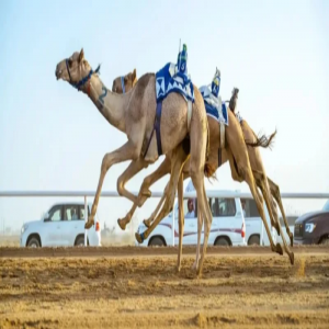 ميدان الهجن بنجران يعلن نتائج المرحلة الثانية