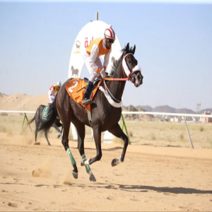 الجواد "بدشكو" يحقق كأس جامعة نجران في الحفل الثامن لسباقات الخيل