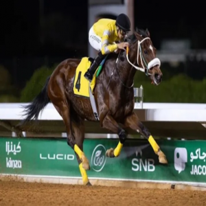 نخبة الخيل العربية الأصيلة تتنافس على كأس رئيس الإمارات