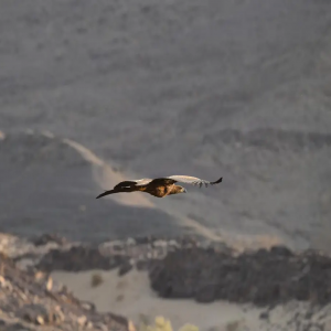 محمية الأمير محمد بن سلمان الملكية ترصد أول ظهور للنسر الأبيض الذيل في المملكة منذ 20 عامًا