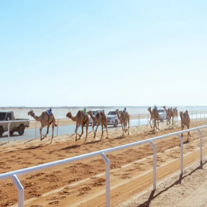 10 بطولات للهجن في موسم 2025/2026 بجوائز تفوق 250 مليون ريال