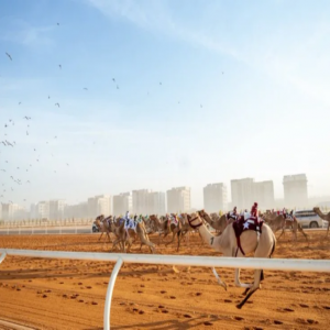 انطلاق كأس وزارة الرياضة للهجن في الرياض