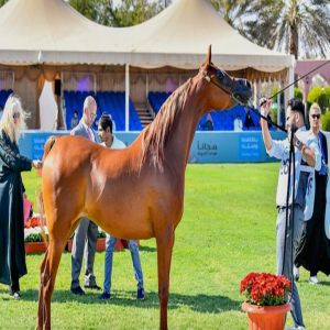 انطلاق العرض الدولي الثامن لجمال الخيل العربية بديراب بمشاركة 840 خيلًا