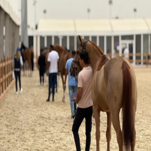 "قفز السعودية" في نسختها الخامسة تسجل رقماً استثنائياً بأعداد الفرسان