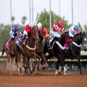 ميدان سباقات الخيل بنجران يُنظّم حفل سباقه الـ12 للموسم الحالي