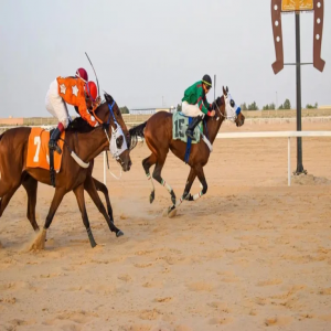 ميدان فروسية الأحساء يقيم الحفل التاسع للموسم الحالي