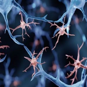 دراسة أمريكية: الخلايا المناعية تفسّر ارتفاع إصابات الزهايمر بين النساء