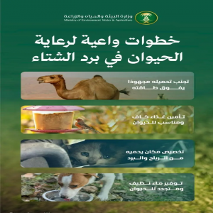 "البيئة" تدعو لتعزيز سلوكيات الرفق بالحيوانات والاعتناء بها أثناء الأمطار والأجواء الباردة