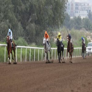 95 خيلاً في الحفل السابع لمضمار جبل علي